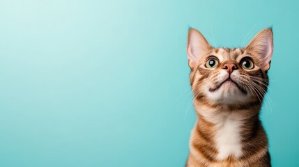 Obraz premium A captivating portrait of a cat looking upward, exuding curiosity and charm, set against a vibrant blue backdrop that emphasizes its captivating gaze and charm.