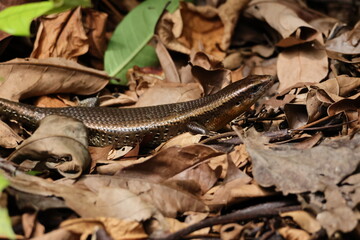 Scaly Golden Brown Lizard - Common Sun Skink/Many-lined Sun Skink (Eutropis multifasciata) on the ground, amidst the fallen leaves on the forest floor. Note the shiny scales.
