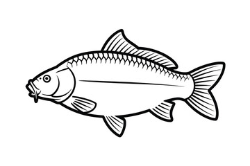Common Carp Outline Art & Illustration