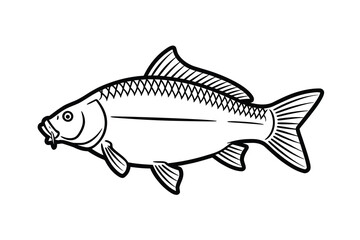 Common Carp Outline Art & Illustration