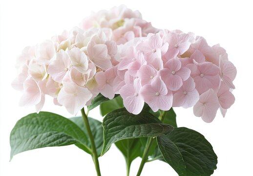 Delicate pink and white hydrangea blossoms with lush green leaves.  Close-up of a cluster of flowers against a white background.  Soft tones and vibrant colours