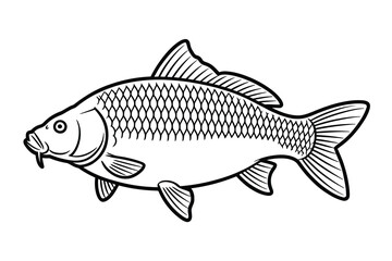 Common Carp Outline Art & Illustration
