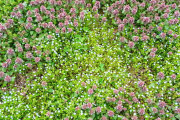 りんご畑の草花
