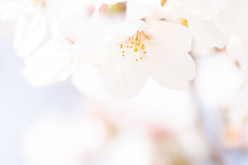 桜の美しいクローズアップ写真