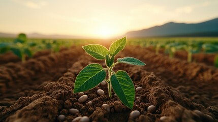 A young plant sprouts in rich soil under a breathtaking sunset, symbolizing growth and renewal, representing hope and the beauty of nature’s cycles in agriculture.