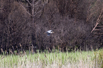 Grey heron flying over lagoa pequena interpretive space in sesimbra, portugal