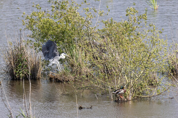 Grey heron landing near a mallard in lagoa pequena, sesimbra, portugal