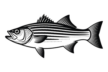 Striped Bass Vector Art & Illustration, Fish Vector Design on a white background