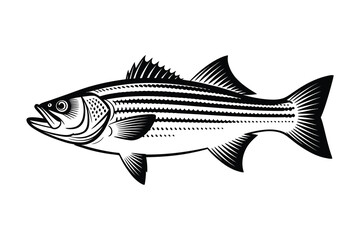 Striped Bass Vector Art & Illustration, Fish Vector Design on a white background