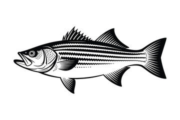 Striped Bass Vector Art & Illustration, Fish Vector Design on a white background
