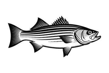 Striped Bass Vector Art & Illustration, Fish Vector Design on a white background