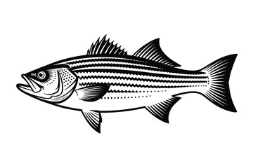 Striped Bass Vector Art & Illustration, Fish Vector Design on a white background