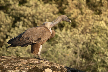Eurasian griffon vulture - Gyps fulvus fulvus on rock at green background. Photo from Sierra de Gredos Mountain in Spain.