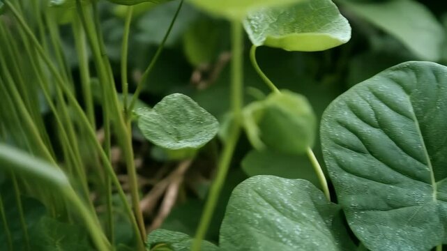 Close-up shot featuring a patch of vibrant green pennywort plants with round leaves and thin stems, showing water droplets on some leaves.