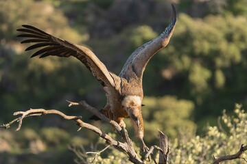 Eurasian griffon vulture - Gyps fulvus fulvus landing with spanned wings on perch at green background. Photo from Sierra de Gredos Mountain in Spain.