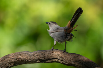 A gray catbird with rusty undertail coverts