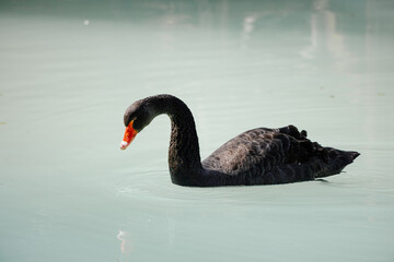 Elegant black swan gliding gracefully across tranquil turquoise waters, showcasing its striking red beak and beautiful plumage in serene reflections