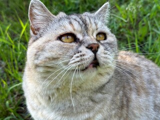 Pretty cat in the grass.
