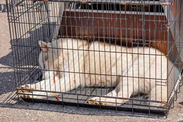 White Siberian Husky dog lying and resting in a metal cage, stretching its paws through the bars