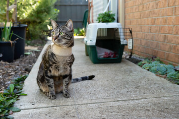 Alert tabby cat sitting in a garden 
