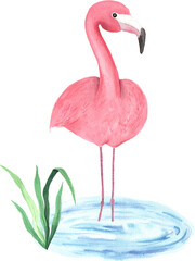 Watercolor hand painted tropical pink flamingo bird. Bright jungle exotic clip art perfect for summer wedding invitation and party card making