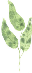Watercolor hand painted tropical leaf. Green jungle foliage clip art perfect for summer wedding invitation and party card making