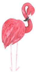 Watercolor hand painted tropical pink flamingo bird. Bright jungle exotic clip art perfect for summer wedding invitation and party card making