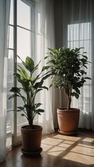 Fototapeta premium Two potted houseplants by window with sheer curtains