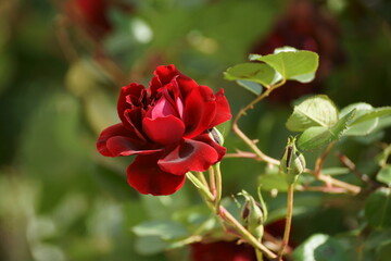 red rose bush