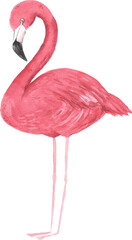 Watercolor hand painted tropical pink flamingo bird. Bright jungle exotic clip art perfect for summer wedding invitation and party card making