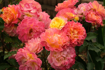 赤く燃える色のバラ