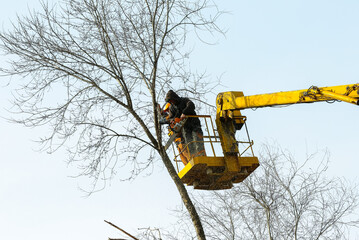 worker trims trees in park, square, cleaning territory, tree trimming, high-altitude work, crane,...