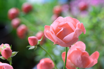 ピンクのミニバラ