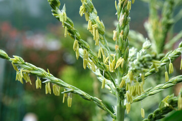 トウモロコシの花