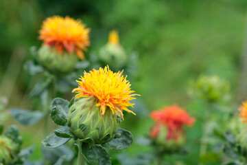 ベニバナの花