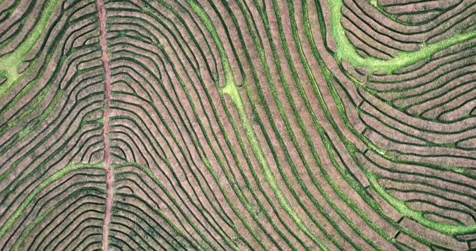 Aerial 4K drone footage of tea plantation in Sao Miguel, Azores archipelago, Portugal. Atlantic ocean. Cha Gorreana tea plantation