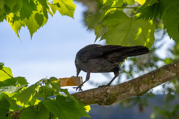 crow on the tree