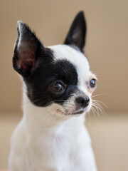 Adorable black and white Chihuahua puppy looking alert. Close-up portrait showcasing its cute features and expressive eyes against a soft, neutral background. Perfect for pet lovers.