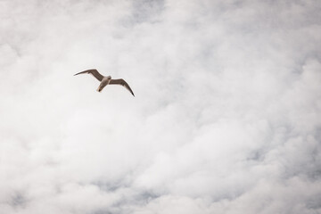 Seagulls Soaring Over Wangerooge &ndash; Coastal Wildlife and Scenic Views on the German North Sea