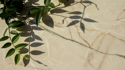 A high-key photograph of green leaves casting dramatic shadows on a cream-colored marble surface.