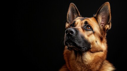 Close-up portrait of a attentive mixed breed dog with erect ears and expressive eyes against a dark background, showcasing detailed fur and alert demeanor