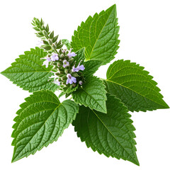 Patchouli plant with green leaves and small purple flowers isolated on transparent background

