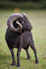 Majestic black ouessant ram with impressive curved horns stands proudly in a grassy field. Its dark fleece contrasts with the green surroundings. A powerful animal portrait.