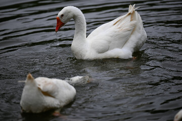 Obraz premium White Geese Playing in the Water