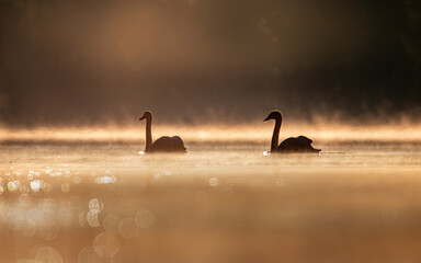 Para łabędzi o wschodzie słońca na wodzie  © Adrian