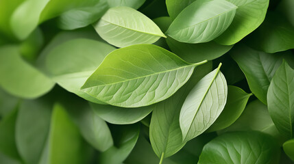 A close-up view of lush green leaves, showcasing their diverse shapes and vibrant colors, perfect for nature and eco-friendly themes.
