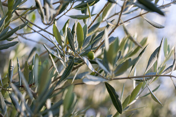 Olive tree branch with leaves in sunlight