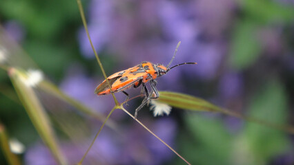 Cinnamon bug (Corizus hyoscyami), also known as black and red squash bug
