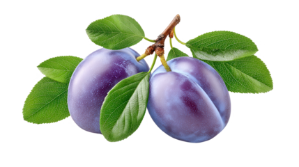 Fresh Plums on Branch with Leaves