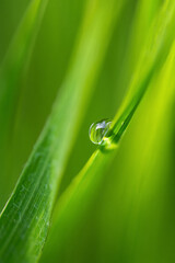 Water droplet clinging to a vibrant green blade of grass in a natural setting
